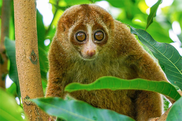 Slow loris